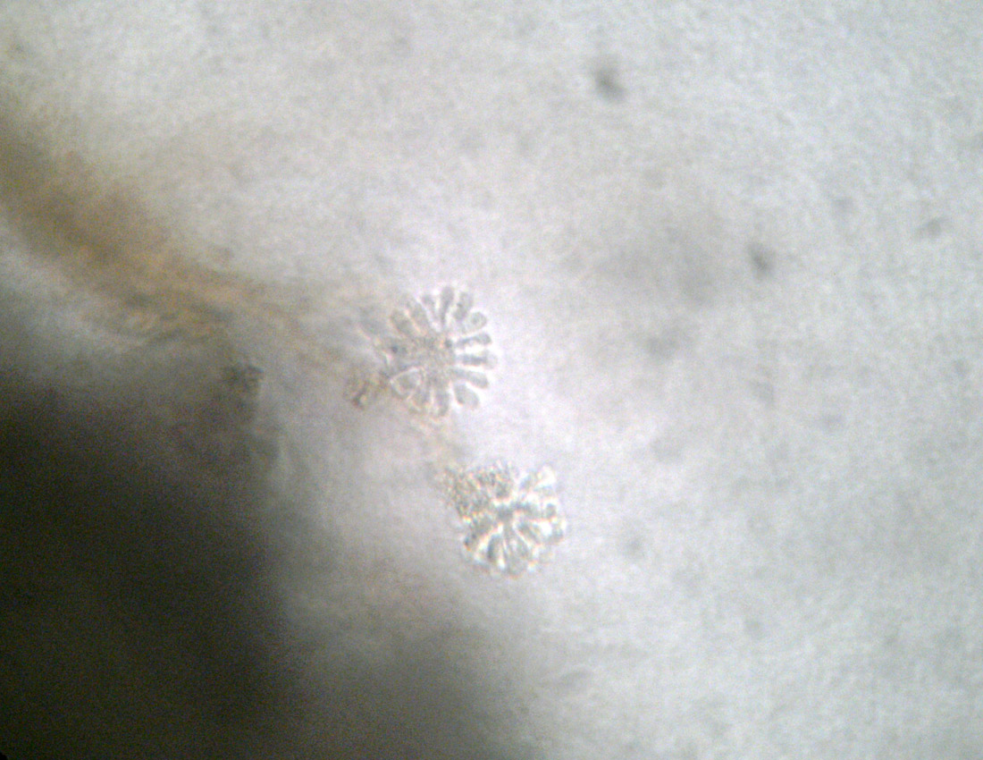 Anthophysis vegetans